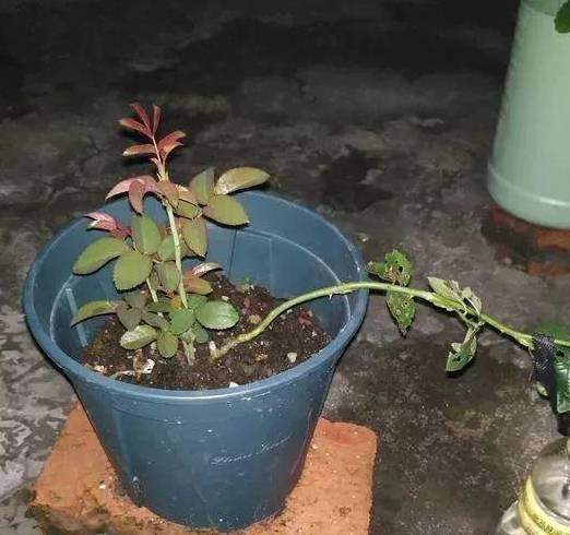 Cách kéo cành hoa hồng xuống theo chiều ngang. 