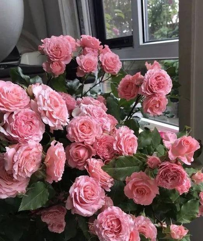 Hoa hồng ngày một cỗi, áp dụng 2 mẹo nhỏ này mầm cây lên tua tủa, cho hoa nở đúng Tết - 1