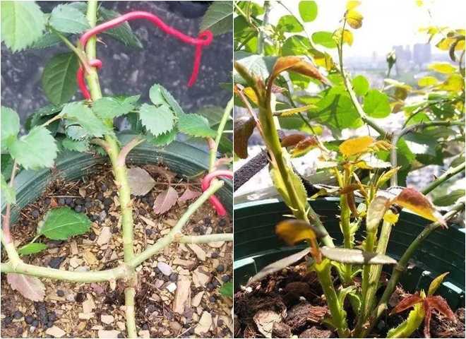 Hoa hồng ngày một cỗi, áp dụng 2 mẹo nhỏ này mầm cây lên tua tủa, cho hoa nở đúng Tết - 2