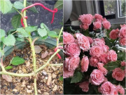 Nhà đẹp - Hoa hồng ngày một cỗi, áp dụng 2 mẹo nhỏ này mầm cây lên tua tủa, cho hoa nở đúng Tết