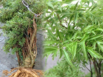 Loại cây vừa là thần dược chữa bách bệnh vừa chiêu tài đón lộc, nhà nào cũng nên trồng 1 cây trước...