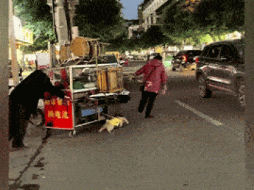  Clip: Chú chó dẫn đôi vợ chồng già qua đường 