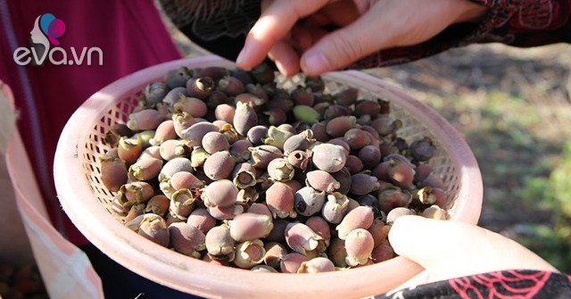Loại quả vốn đầy rừng không ai nhặt, đem ngâm rượu thành đặc sản Phú Quốc