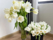 Nhà đẹp - 5 loại hoa tuy đẹp nhưng không may mắn, để trong nhà khác gì mời gọi vận xui