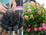 Nhà đẹp - 3 thứ màu đen này là trợ thủ đắc lực trong việc trồng hoa, đáng tiếc tôi không biết sớm hơn