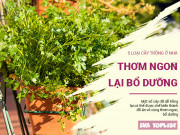 Clip Eva - 5 loại cây cảnh trồng trong nhà làm đồ ăn vừa ngon, vừa bổ
