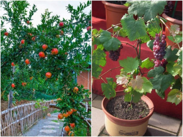 Gia đình nào trồng loại cây này con cháu không giỏi cũng giàu, cây trĩu quả càng là điềm lành
