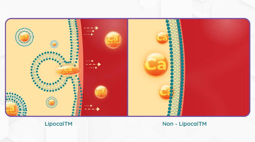 Công nghệ LipocalTM giúp canxi hấp thu dễ dàng qua màng tế bào