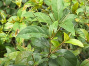 Lifestyle - Loại lá mọc bờ rào là đặc sản chỉ có ở Phú Yên, muốn mua cũng cực khó