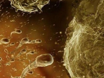 Thai nhi 2 tuần tuổi: Khoảnh khắc kết hợp kỳ diệu giữa tinh trùng và trứng