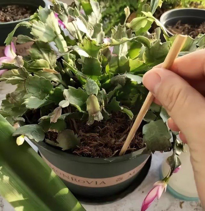 Đũa cũ ᵭừng vội vứt ᵭi, chỉ cần sửa sang một chút cả gia ᵭình ᵭḕu có thể dùng ᵭược - 5