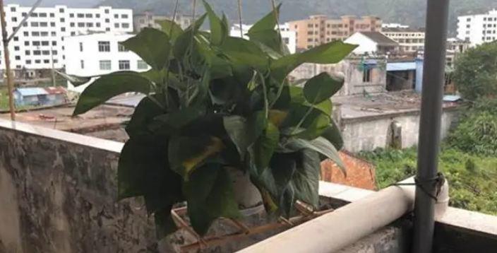 Đũa cũ ᵭừng vội vứt ᵭi, chỉ cần sửa sang một chút cả gia ᵭình ᵭḕu có thể dùng ᵭược - 3