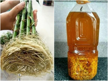 Đất có cứng như sắt chỉ cần lấy 2 loại nước thần đổ một lúc tơi xốp, mềm nhũn