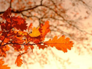 Eva tám - Những người không có nhiều bạn bè, họ thường không đơn giản