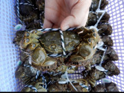 Xem ăn chơi - Loài vật đặc sản Hải Dương xưa cho cũng không ai lấy, nay giới sành ăn "săn lùng"