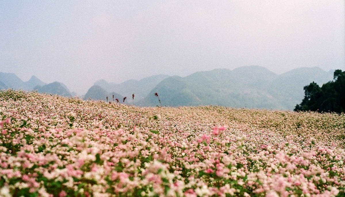 Top 6 địa điểm ngắm hoa tam giác mạch dành cho các tín đồ đam mê du lịch - 7