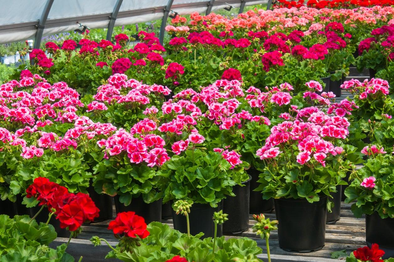 Đón Tết ngập tràn sắc xuân với 15 loại hoa đẹp rực rỡ và dễ trồng - 3