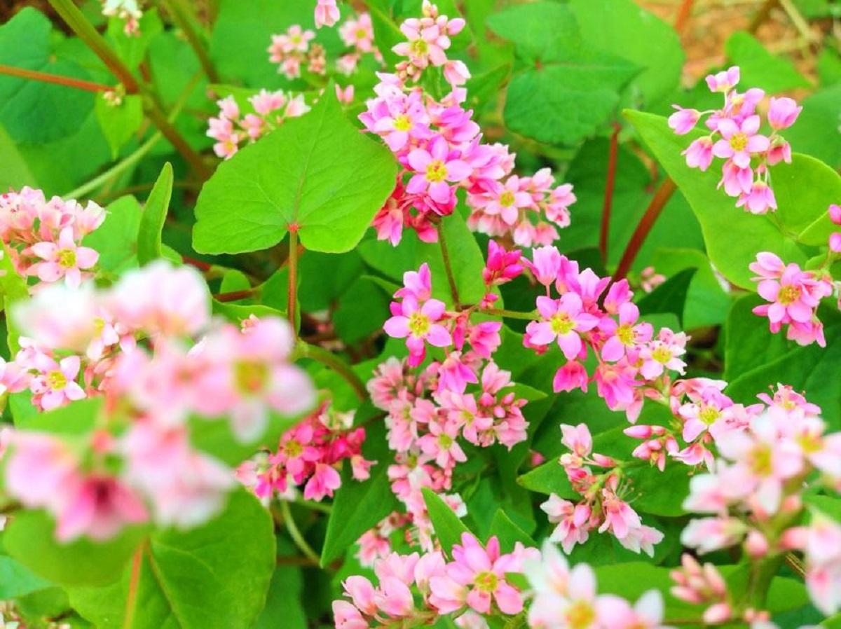 Top 6 địa điểm ngắm hoa tam giác mạch dành cho các tín đồ đam mê du lịch - 1