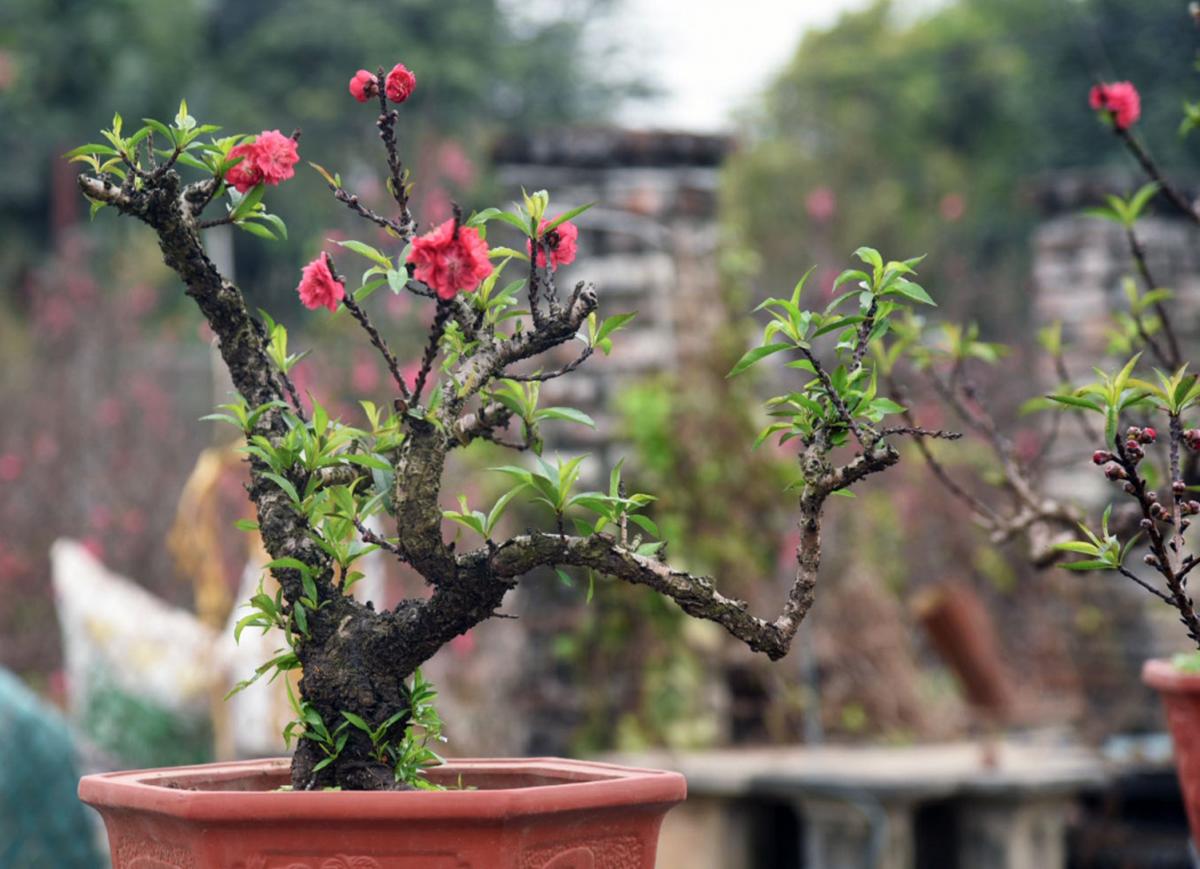 Để hoa đào nở đúng dịp Tết thì cần phải làm ngay những điều này - 8