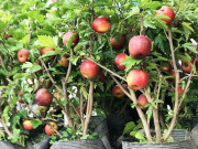 Nhà đẹp - Sắm Tết thông minh cần tuyệt đối tránh xa 7 loại cây cảnh này kẻo tiền mất tật mang