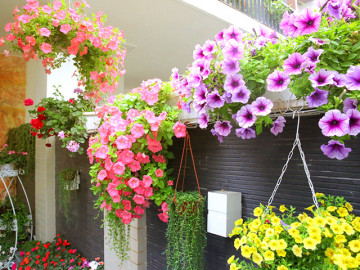 Đón Tết ngập tràn sắc xuân với 15 loại hoa đẹp rực rỡ và dễ trồng