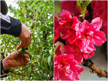 Để hoa đào nở đúng dịp Tết thì cần phải làm ngay những điều này