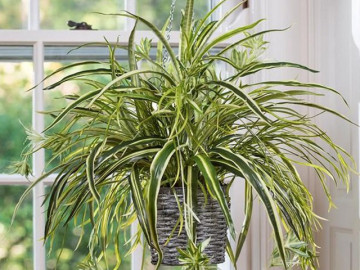 4 loại cây không có vợ có chồng nhưng vẫn đầy con cháu, chỉ cần 1 nhánh nhỏ là xanh cả nhà