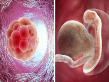 Thai nhi 3 tuần tuổi: Em bé mới chỉ như 1 quả bóng bé xíu, mẹ xuất hiện dấu hiệu mang thai sớm