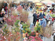 Tin tức - Dự báo thời tiết Tết Nguyên đán 2023: Nhiệt độ miền Bắc cao hơn trung bình nhiều năm