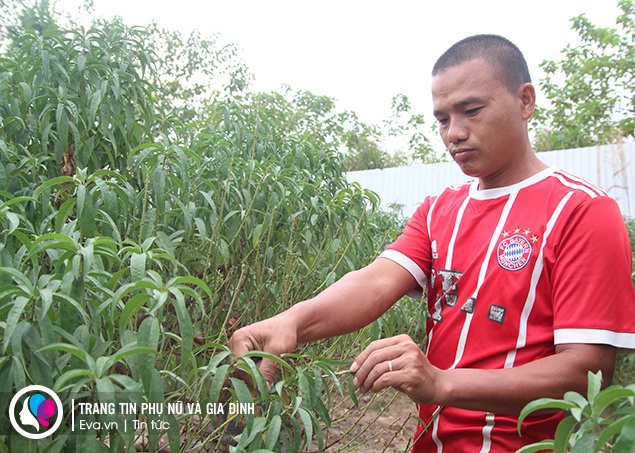 Anh Hào cho biết việc đưa đào lên sớm để người dân thấy không khí Tết đang đến rất gần.