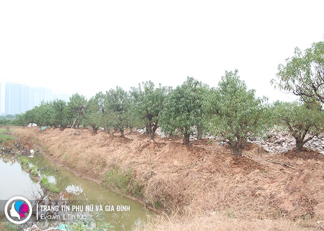 Đào Tết Hà Nội amp;#34;lên phốamp;#34; sớm, chưa tuốt lá đã có đại gia đặt mua, giá lên đến cả chục triệu đồng - 11