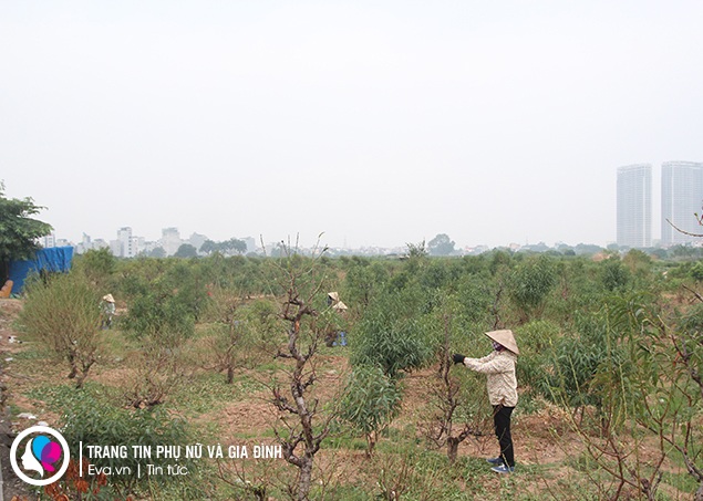 Những người xuống lá đào đều là những người có kinh nghiệm lâu năm, vì đây là công đoạn rất quan trọng.