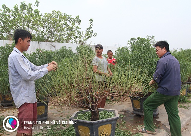 Suốt một năm qua anh Hào chăm sóc đào như chăm con mọn, đặc biệt là những cây đào lớn.