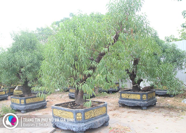 Đào Tết Hà Nội amp;#34;lên phốamp;#34; sớm, chưa tuốt lá đã có đại gia đặt mua, giá lên đến cả chục triệu đồng - 2