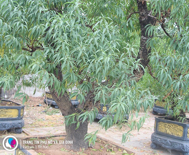 Với những cây đào lớn, giá thuê lên đến 20 triệu vẫn có người xuống tiền đặt trước.