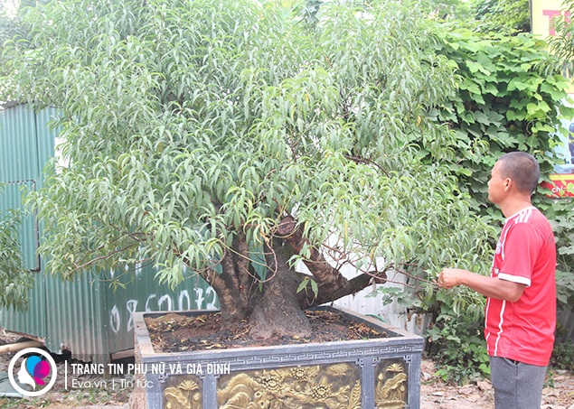 Đào lên vỉa hè mới được xuống lá, nhưng sẽ không xuống cùng một lúc để tránh cả vườn đào nở rộ cùng một lúc.