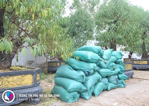 Dù đào lên phố nhưng từ giờ đến Tết vẫn cần được chăm sóc, kỹ thuật cho đào vào ang cũng rất quan trọng.