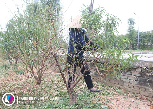 Chị Hướng cho biết, tùy vào số vốn và phân khúc khách hàng các hộ trồng đào sẽ lựa chọn cây đào phù hợp.