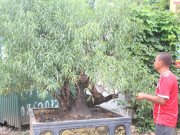 Tiêu dùng - Đào Tết Hà Nội "lên phố" sớm, chưa tuốt lá đã có đại gia đặt mua, giá lên đến cả chục triệu đồng