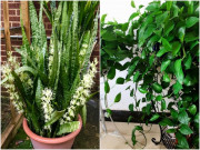 Nhà đẹp - Khả năng tạo oxy của 4 loại cây này quá mạnh, được mệnh danh là "máy lọc không khí"