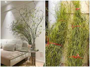 Cành cây nhập khẩu uốn lượn lạ mắt đang hot trend dịp cuối năm, 200.000 đồng/bó cắm khá bền khiến chị em mê mẩn