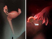 Bà bầu - Ngắm bộ ảnh tuyệt đẹp về sự phát triển của thai nhi qua từng tuần để thấy sự kỳ diệu của tạo hóa