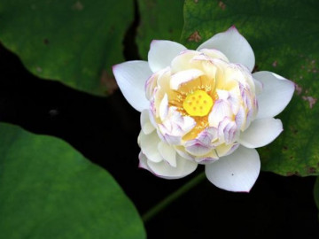 Người hay nói 3 câu này, quan hệ tốt đến mấy cũng đừng kết thân
