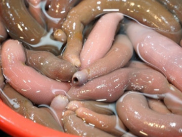 Những món ăn Hàn Quốc khiến du khách khiếp sợ từ lần đầu nhìn thấy