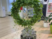 Nhà đẹp - Cây cảnh lạ nhìn như mai rùa, từng có giá tới hàng chục triệu