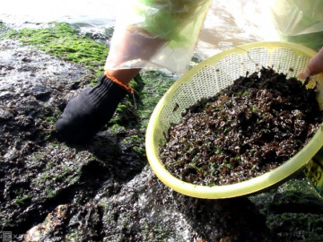 Nghề lạ ở Việt Nam: Đến mùa đi hái thứ đặc sản mọc lên từ đá, bán 300.000 đồng/kg mỗi ngày kiếm cả triệu