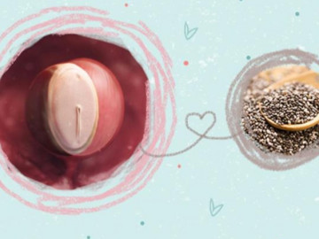 Thai nhi 4 tuần tuổi: Em bé chỉ như 1 hạt vừng và có 2 lớp