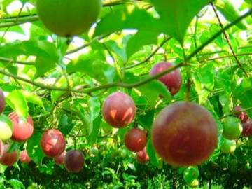 Nghề lạ ở Việt Nam: Loại cây trồng một lần cho thu hoạch nhiều năm, lãi gấp 3 lần trồng ngô sắn, bán làm đặc sản đắt hàng