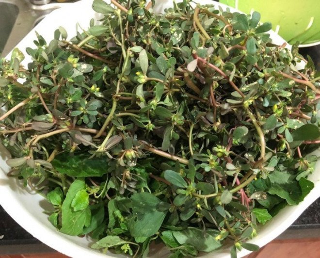Ở nhiều nước châu Âu, rau sam được xem như thần dược