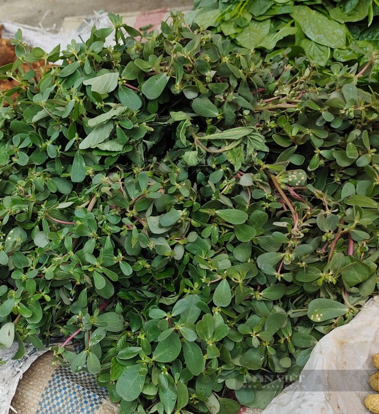 Rau sam bán ở chợ, được các chị em nội trợ ưa chuộng